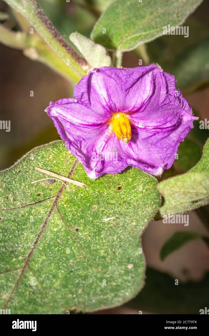 Purple Eggplant (Solanum melongena) flower growing, Uganda, Africa