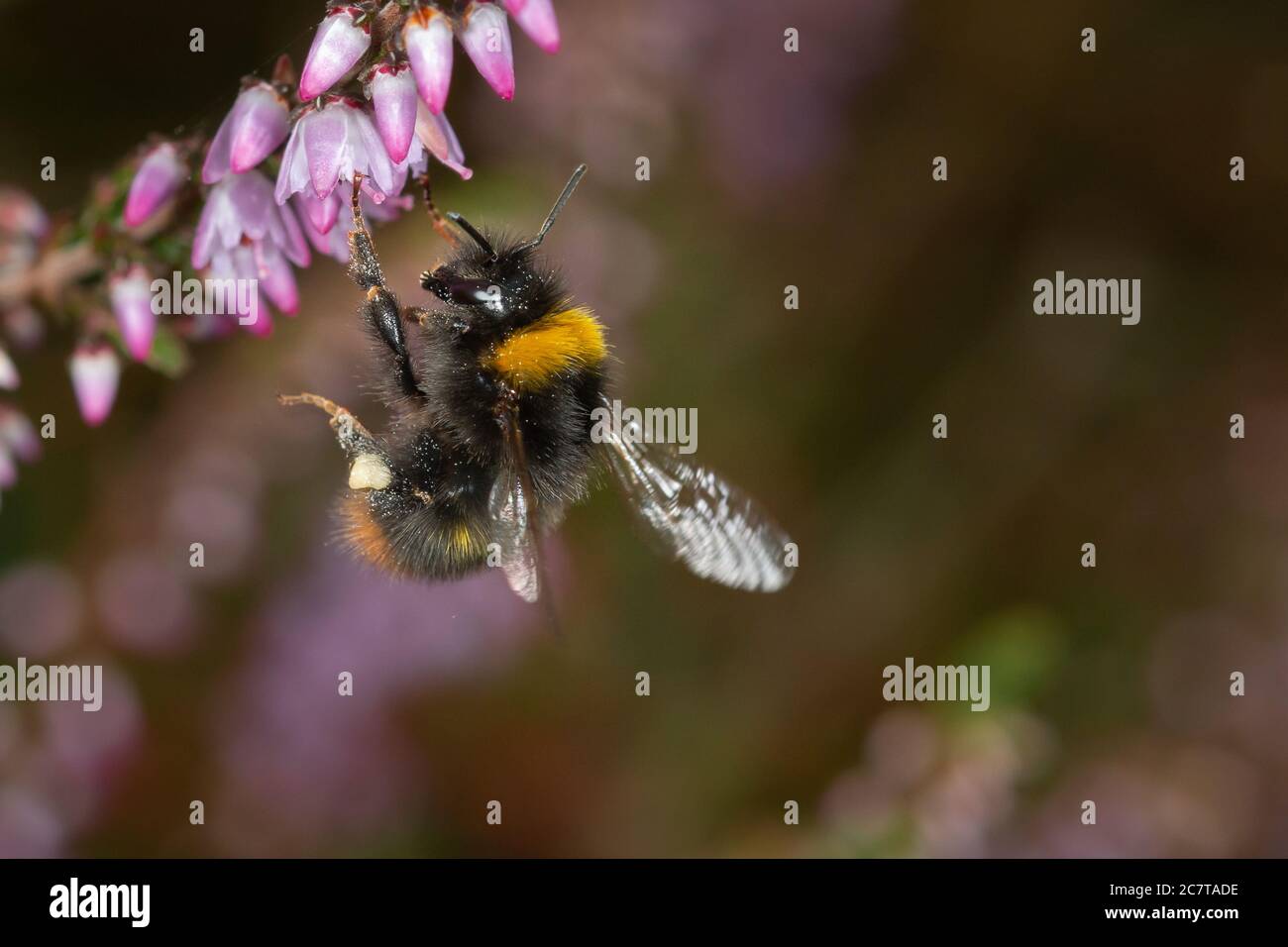 Pollen covered bumblebee (Bombus pratorum) feeding in the heather whilst pollinating Cavenham heath in Suffolk Stock Photo