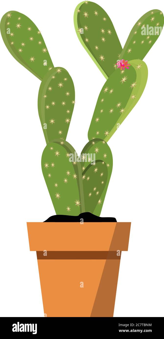 Potted beautiful bright pink spiky vector cactus flower isolated on white. Cactus  plant for Interior decor and cartoon animation props Stock Vector Image &  Art - Alamy
