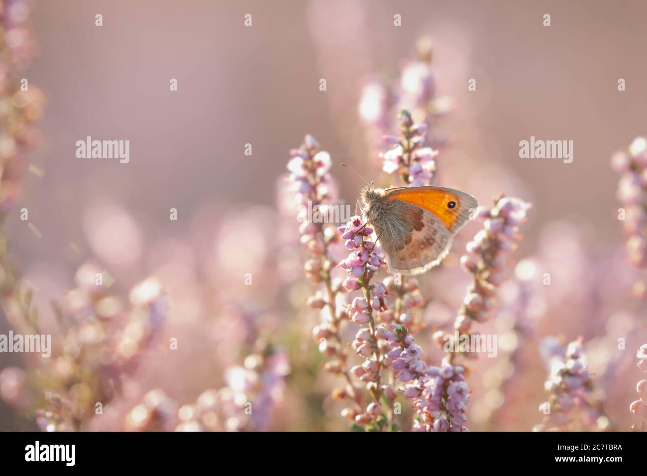Small heath (Coeninympha pamphilus) butterfly sitting in the heather growing in the Suffolk heathland at Cavenham Stock Photo