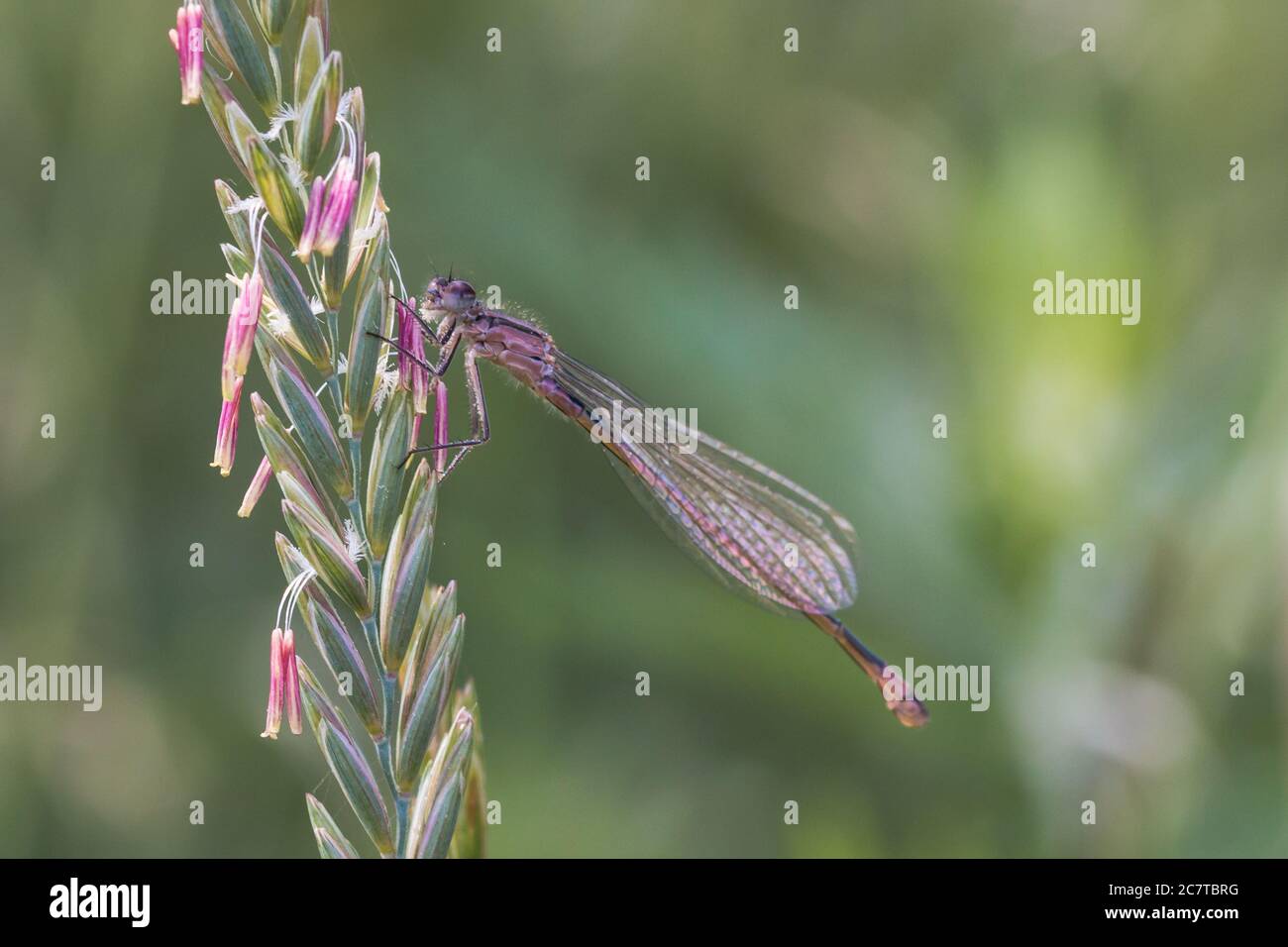 Blue tailed damselfly (Ischnura elegans) resting on a flower stem in ...
