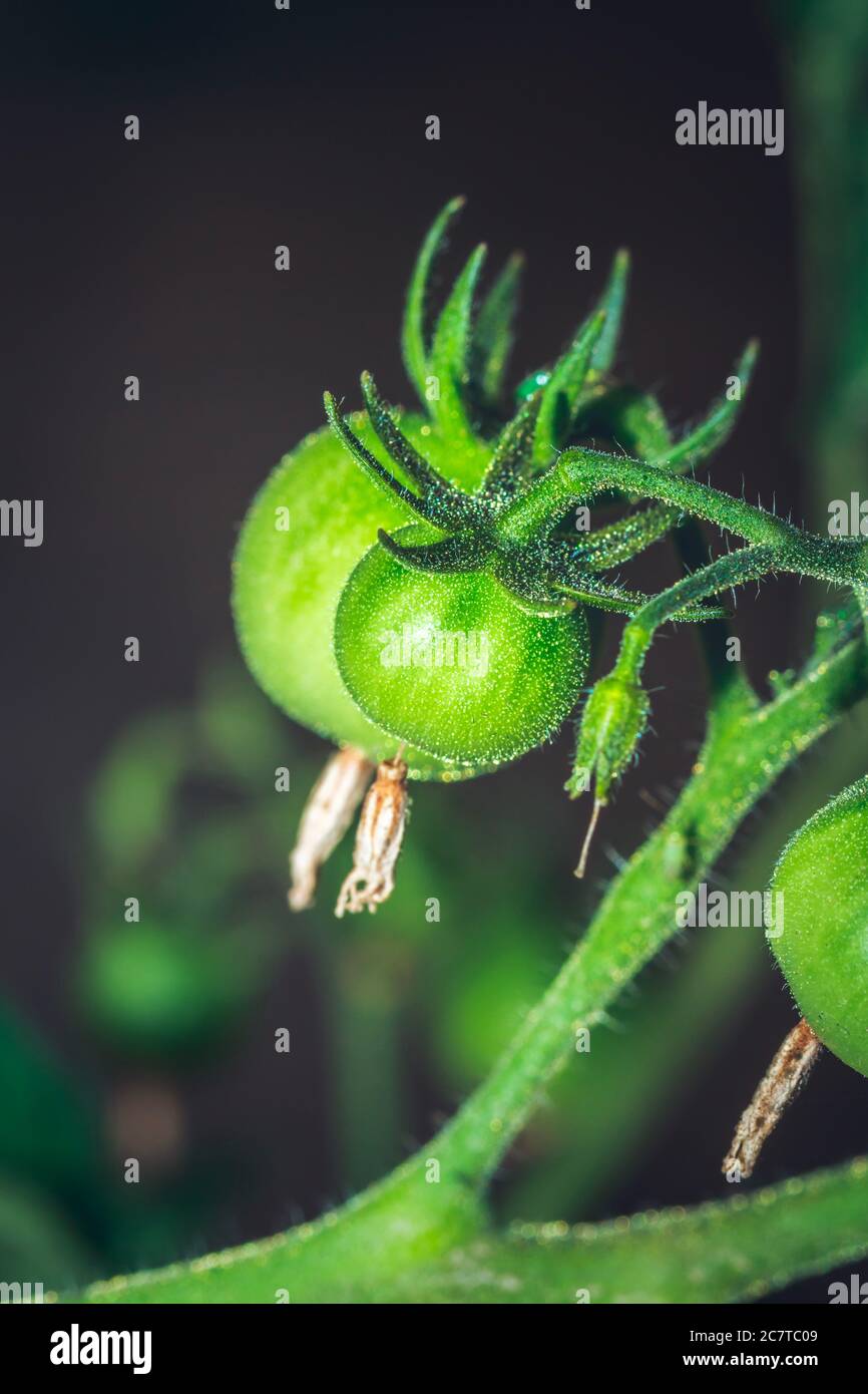Green Tomato (Solanum lycopersicum) fruit growing, Uganda, Africa Stock