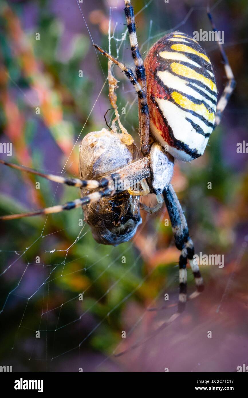 Female wasp spider (Argiope bruennichi) sitting in her web with the freshly caught prey she is eating for breakfast in a Suffolk heathland Stock Photo