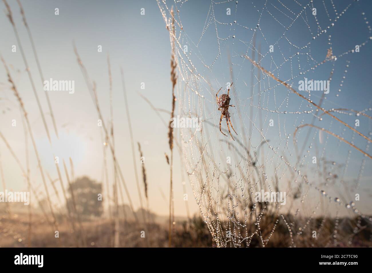 The Neoscona adianta spider waits on its dew covered web as the sun rises behind it on Cavenham heath in Suffolk Stock Photo
