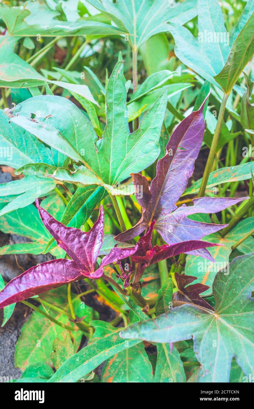Sweet potato (Ipomoea batatas) plants growing in an agricultural field