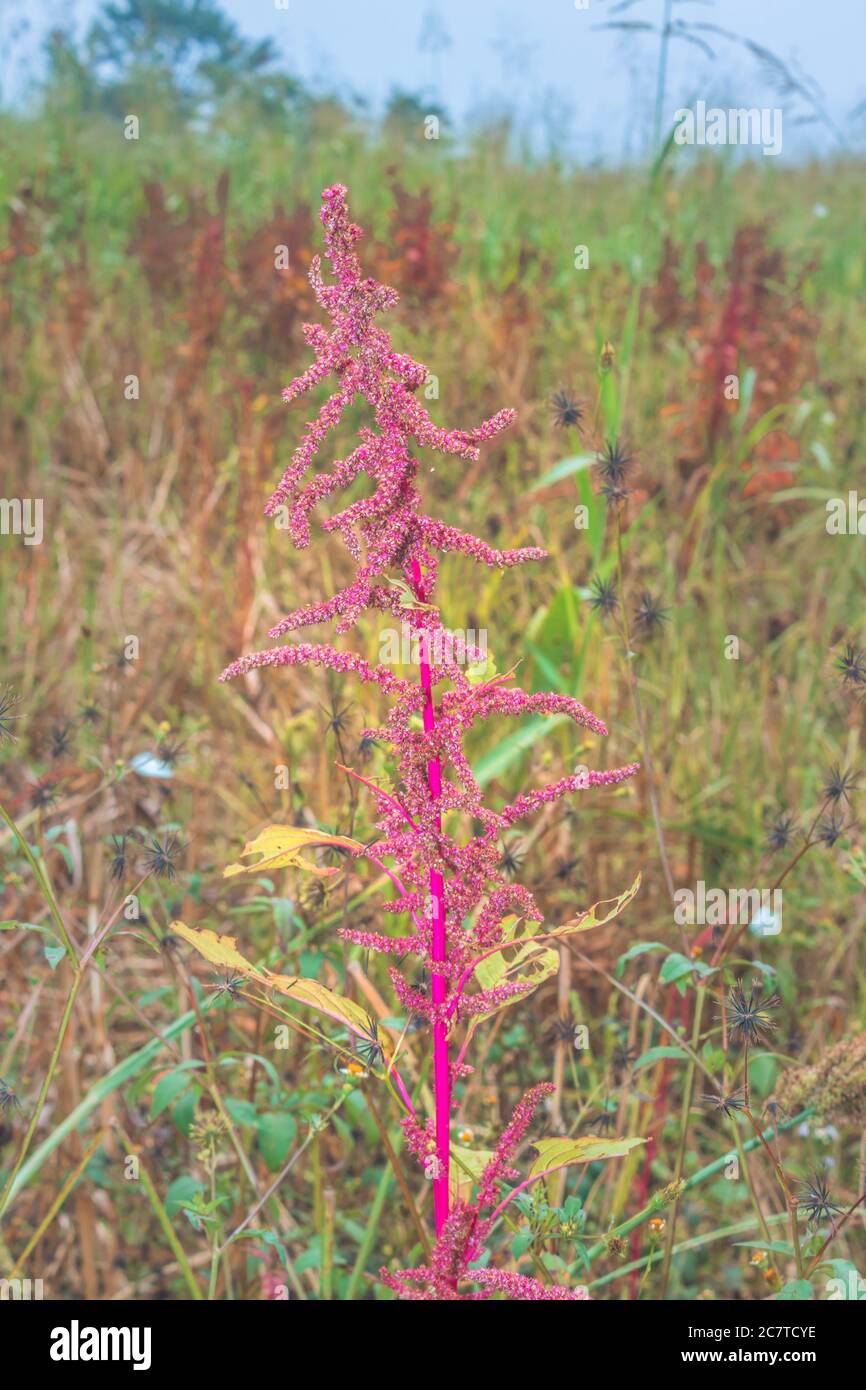 Amaranth seed drying hires stock photography and images Alamy