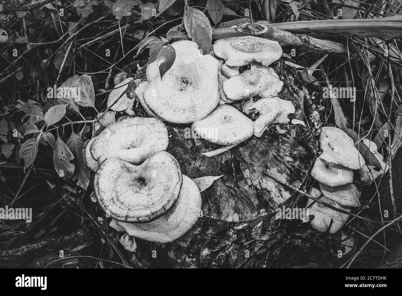 Bracket fungi (Polypores) growing on a dead tree stump, Uganda, Africa Stock Photo