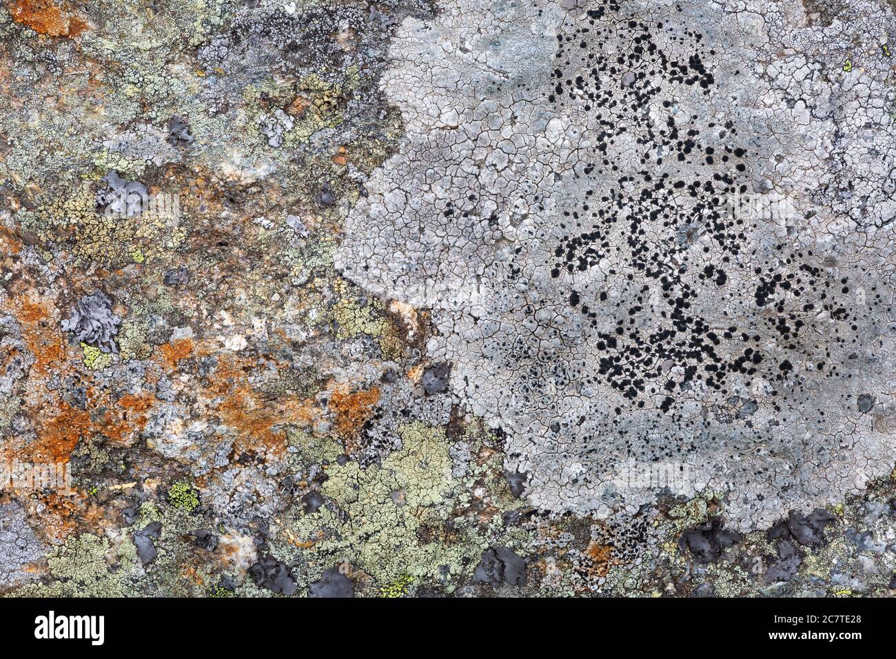 Lichen patterns in Mala Fatra national park, Slovakia Stock Photo - Alamy