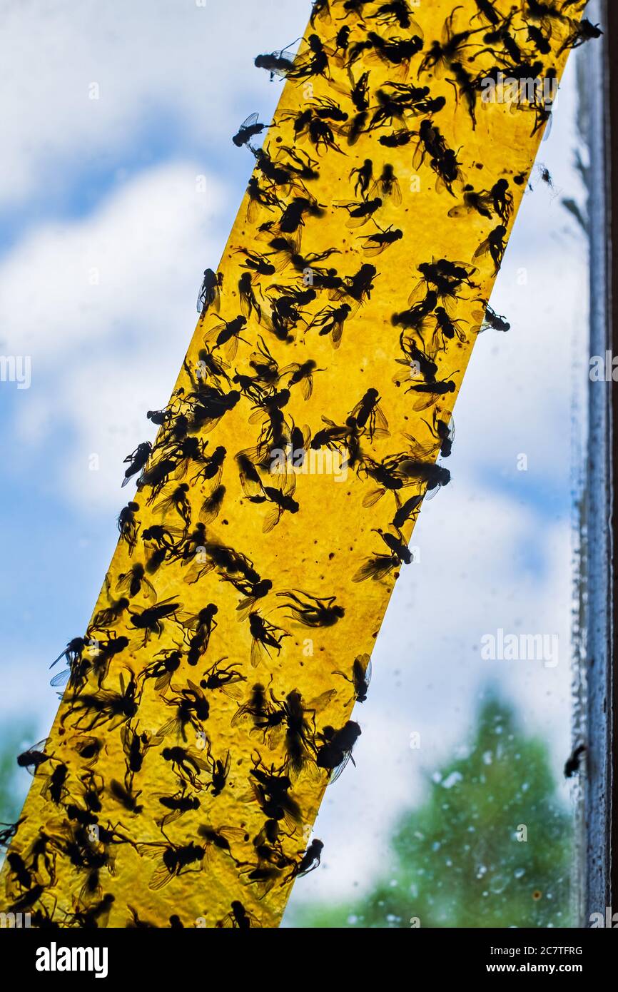 Annoying insects hi-res stock photography and images - Alamy