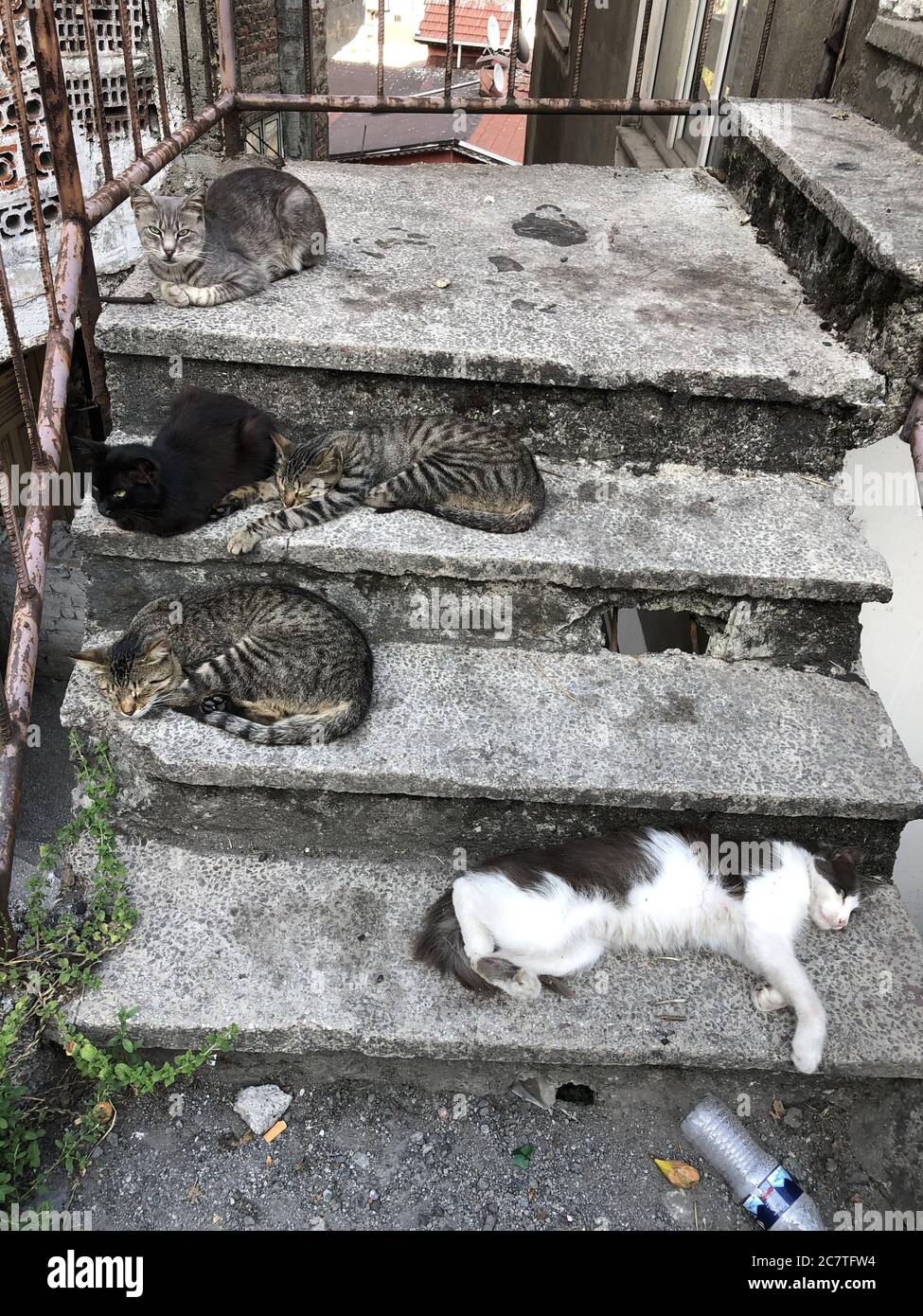 Lots Of Cats