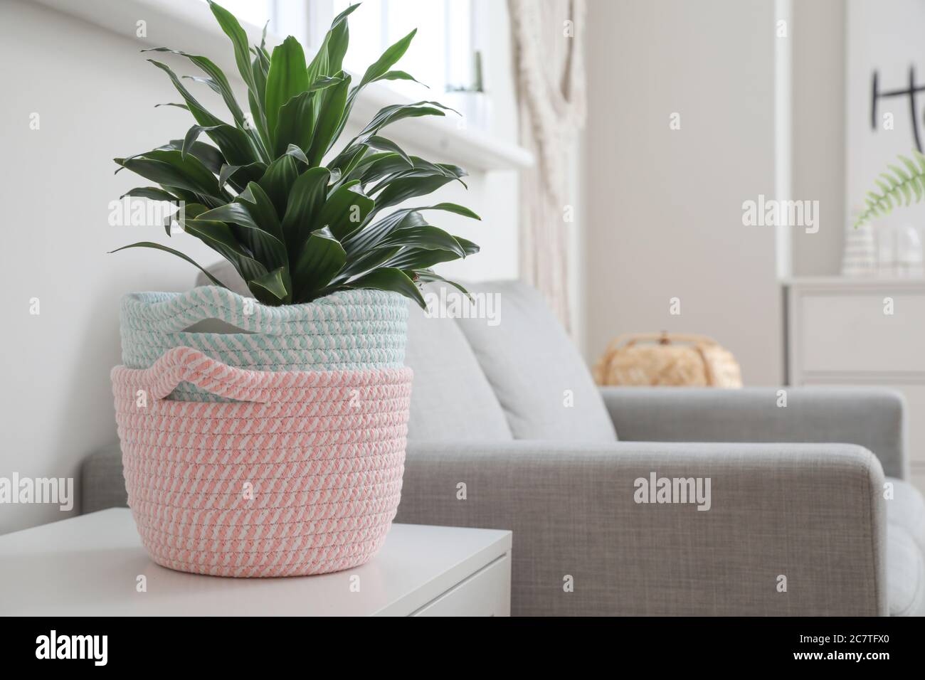 Wicker baskets with houseplant in room Stock Photo Alamy