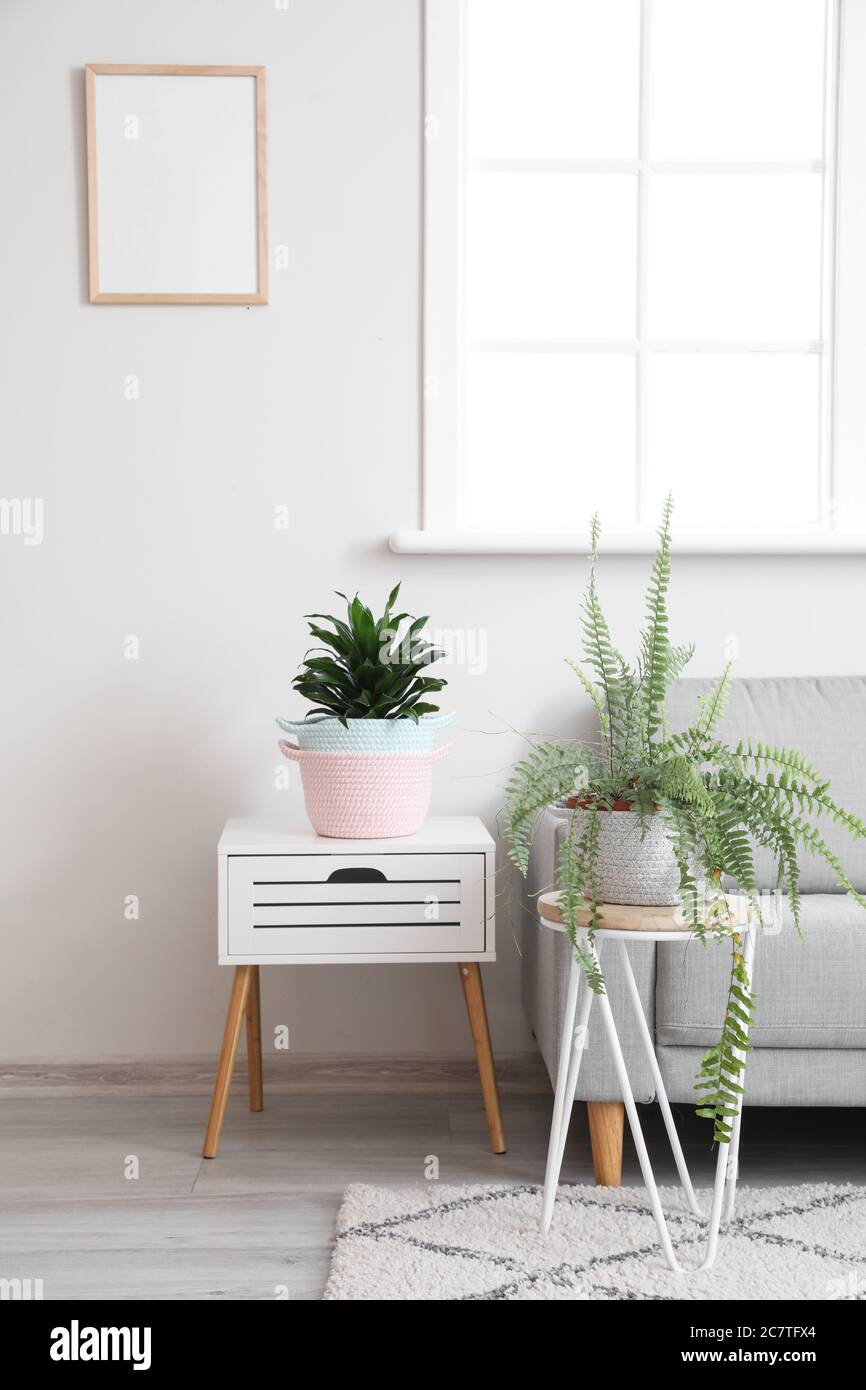 Wicker baskets with houseplants and sofa in room Stock Photo Alamy