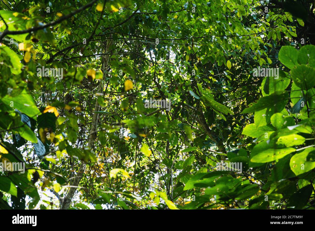 A tucan perched in a tree surrounded by green leaves in Puerto Viejo, Costa Rica Stock Photo