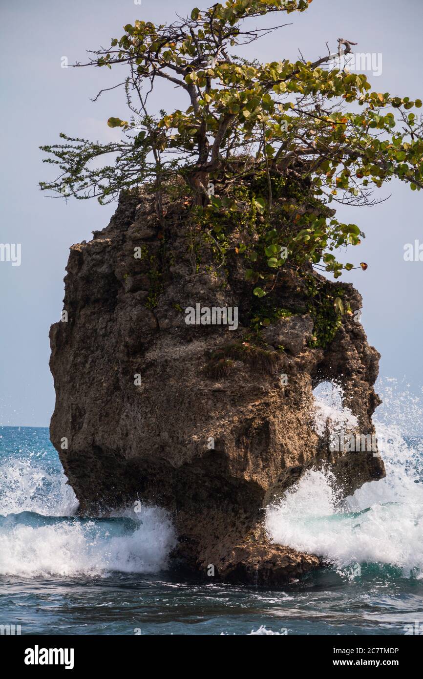 A large rock in the water with a small tree growing on the top, being ...