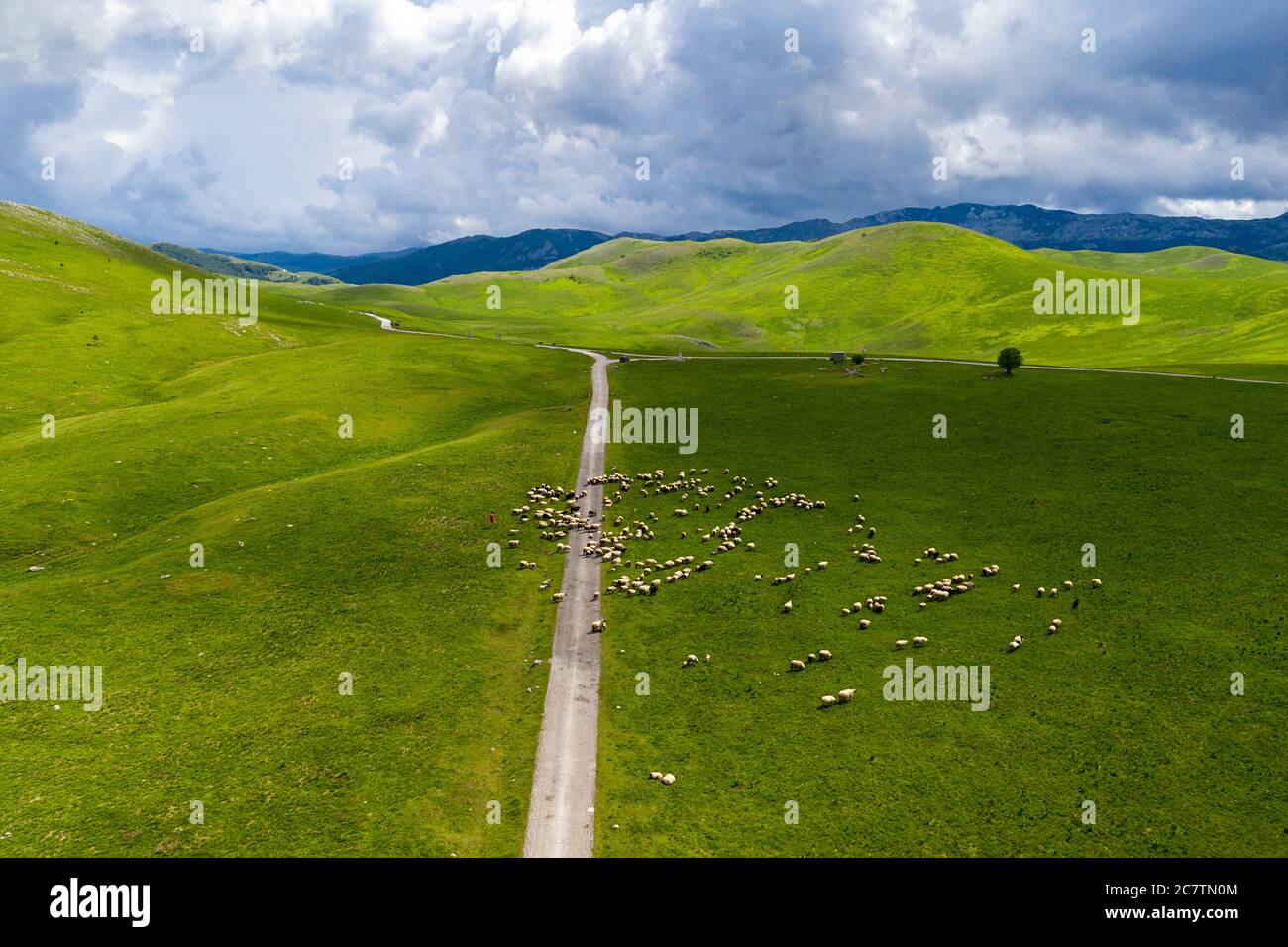 Aerial view of landscape around Vrazje lake, sheep on the road, Durmitor, Montenegro, Europe Stock Photo