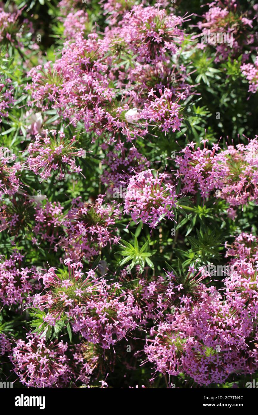 Pink spherical flowers hi-res stock photography and images - Alamy