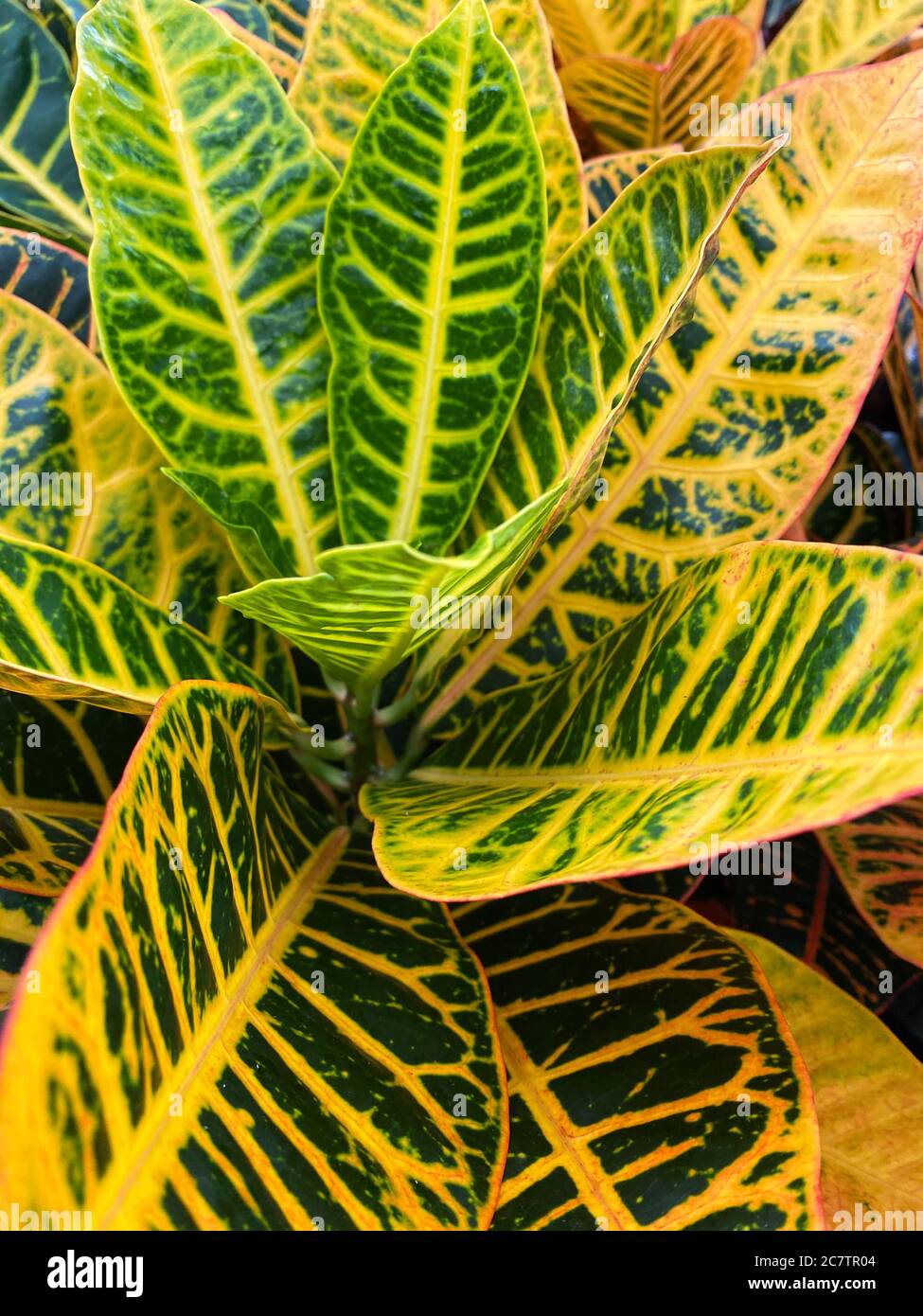 Top view closeup of isolated beautiful yellow and green plant leaves (codiaeum petra) Stock Photo