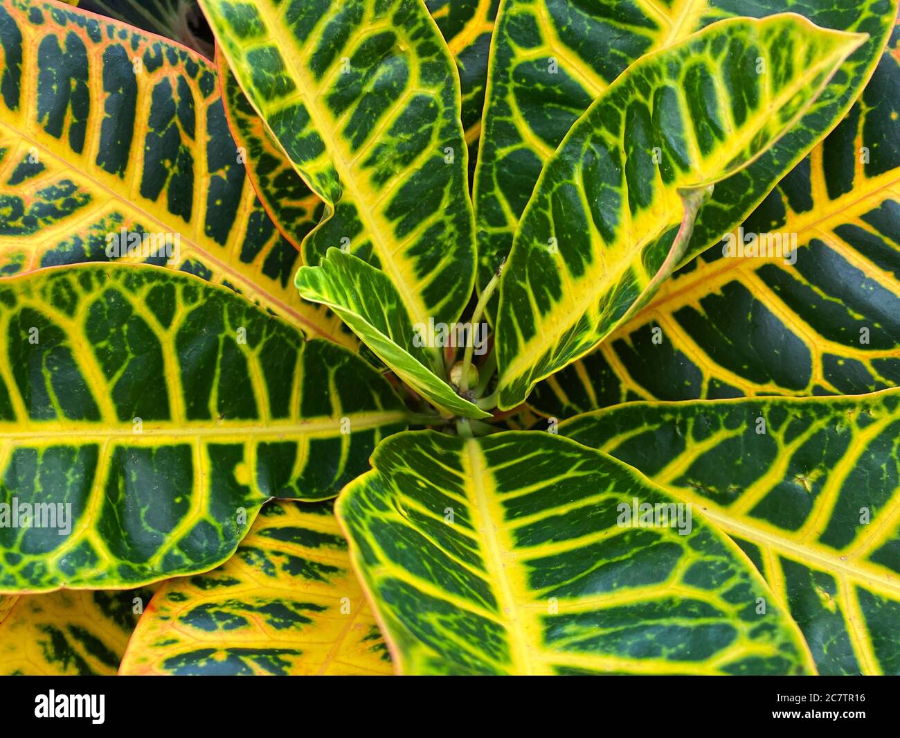 Top view closeup of isolated beautiful yellow and green plant leaves (codiaeum petra) Stock Photo