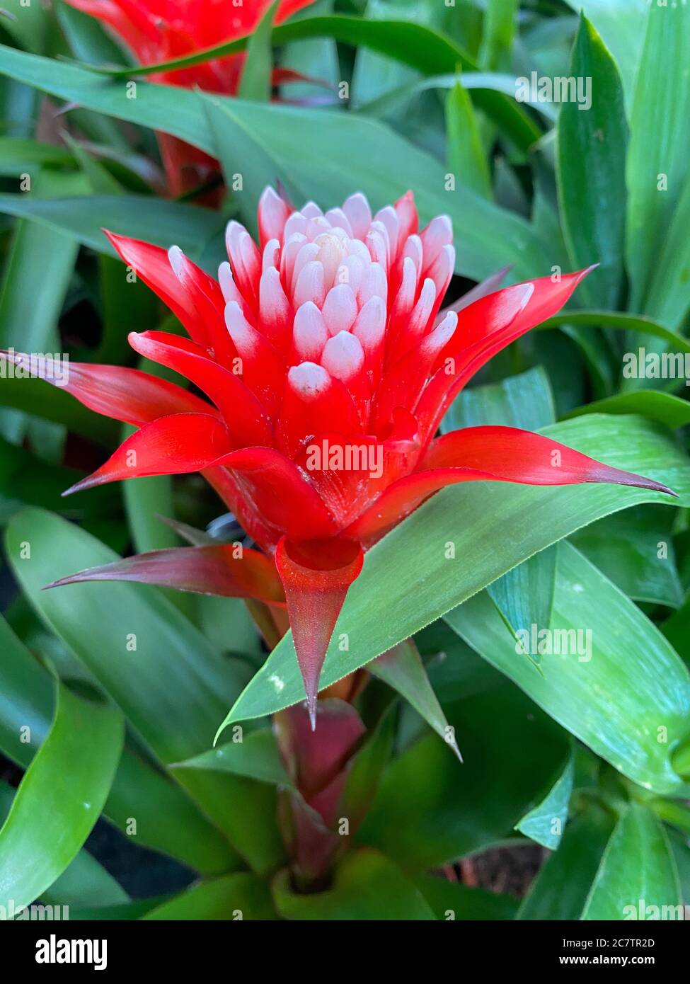 Top view closeup of isolated beautiful red and white flower head (bromelia guzmania desautelsii) with green leaves background Stock Photo