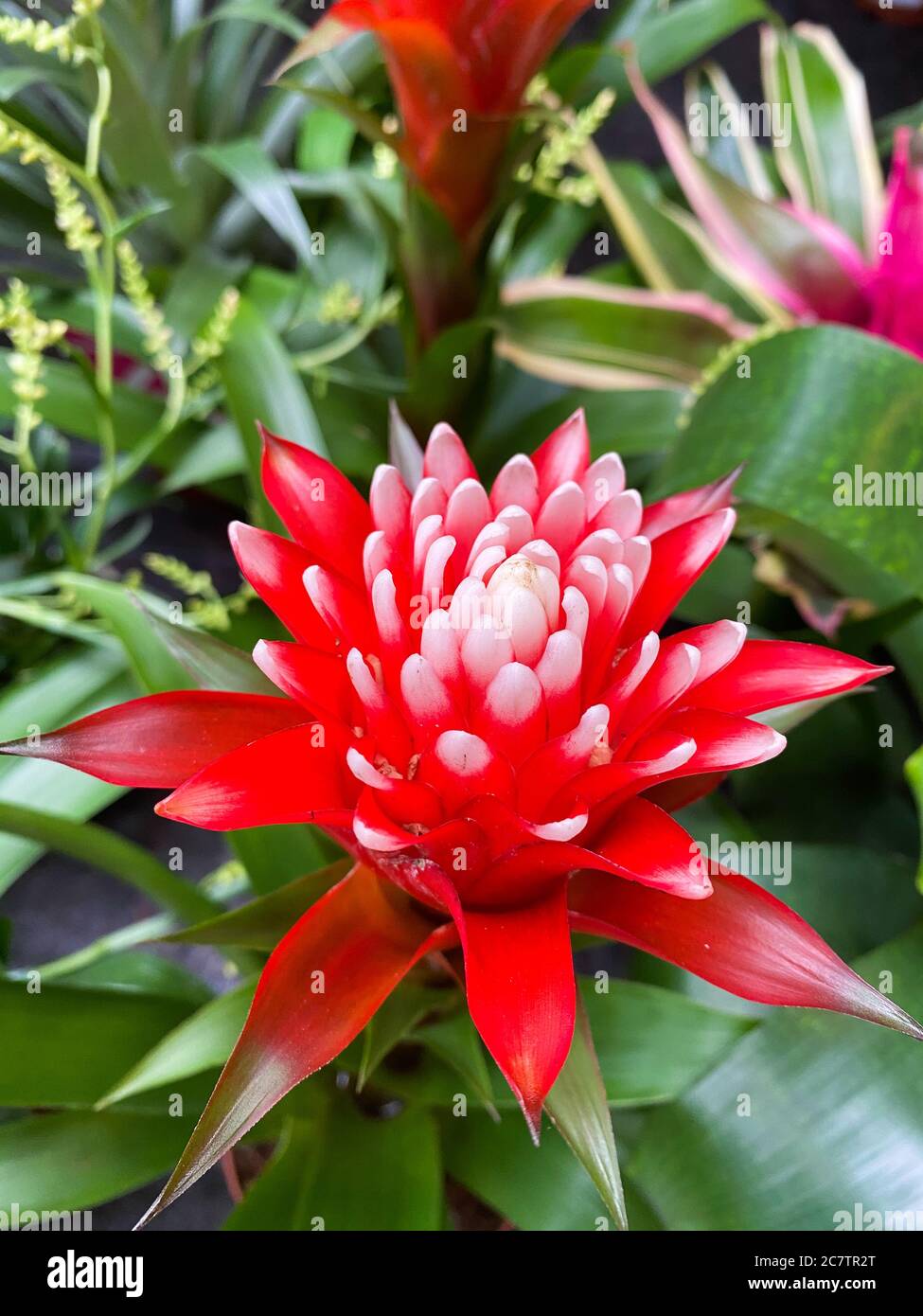 Top view closeup of isolated beautiful red and white flower head (bromelia guzmania desautelsii) with green leaves background Stock Photo