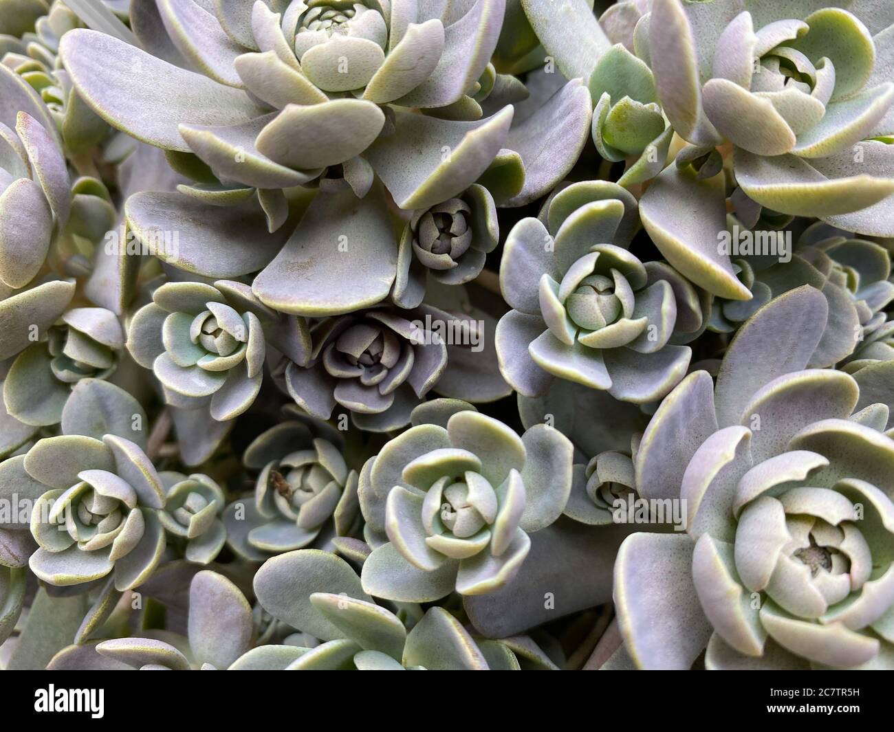 Top view on on isolated succulent plant (orostachys iwarenege) Stock Photo