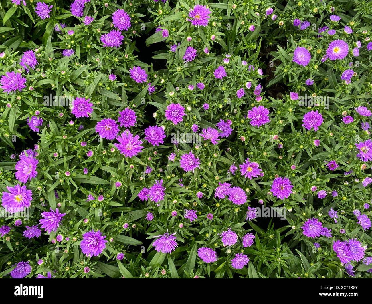 Top view on isolated purple bushy aster flowers (symphyotrichum dumosum victoria victori) with green leaves Stock Photo