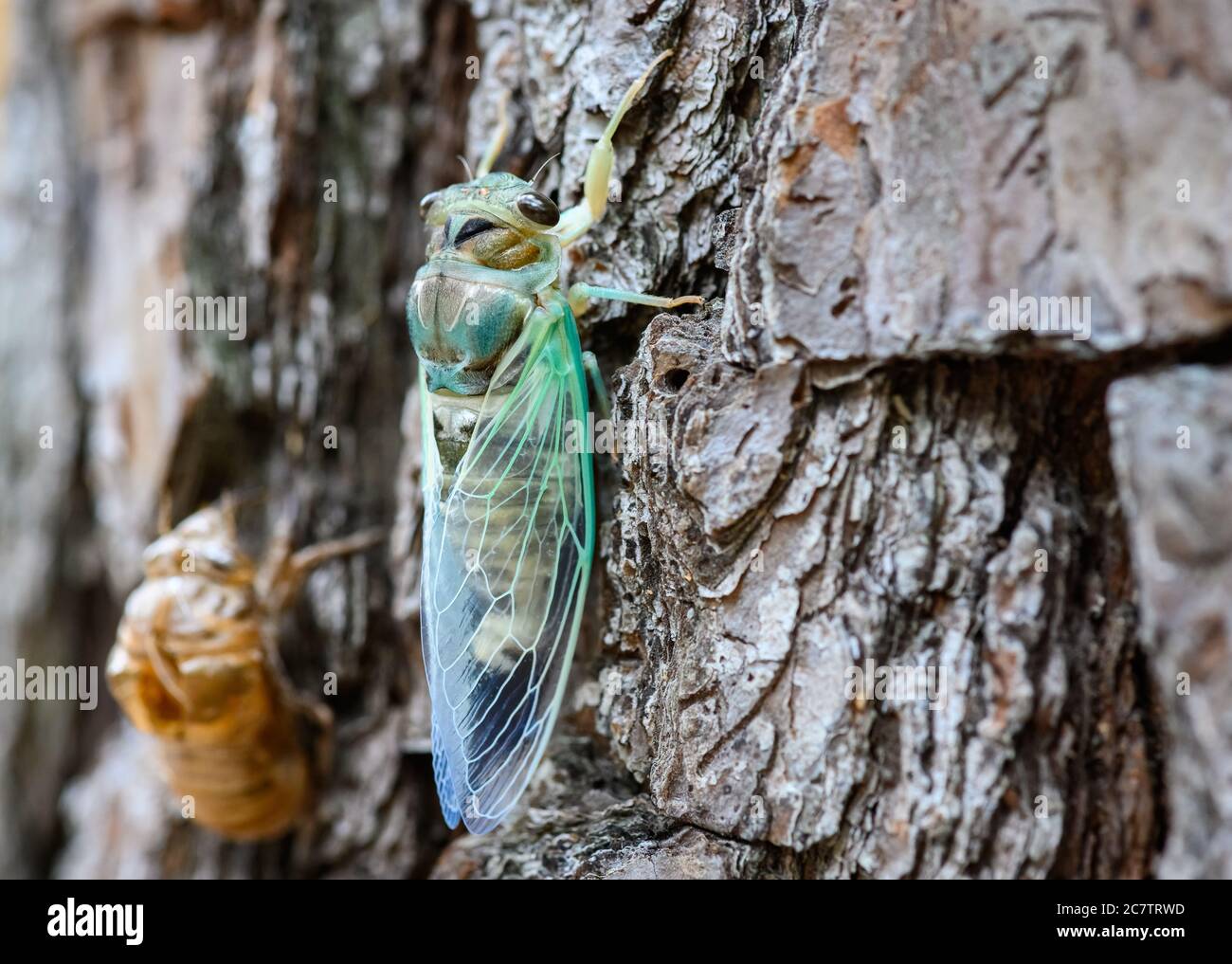A newly emerged Green Winged Cicada (Diceroprocta vitripennis) on a tree. Texas, USA. Stock Photo
