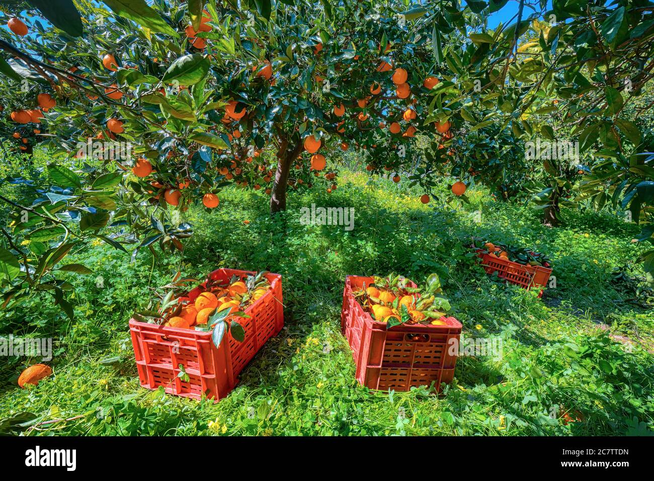 Red plastic fruit boxes full of oranges by orange trees during harvest season in Sicily