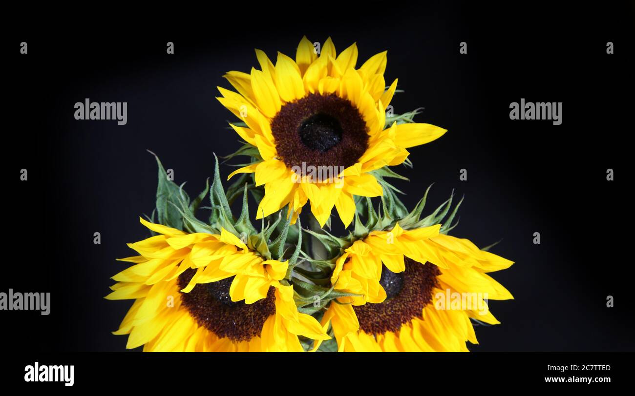 sunflowers Stock Photo