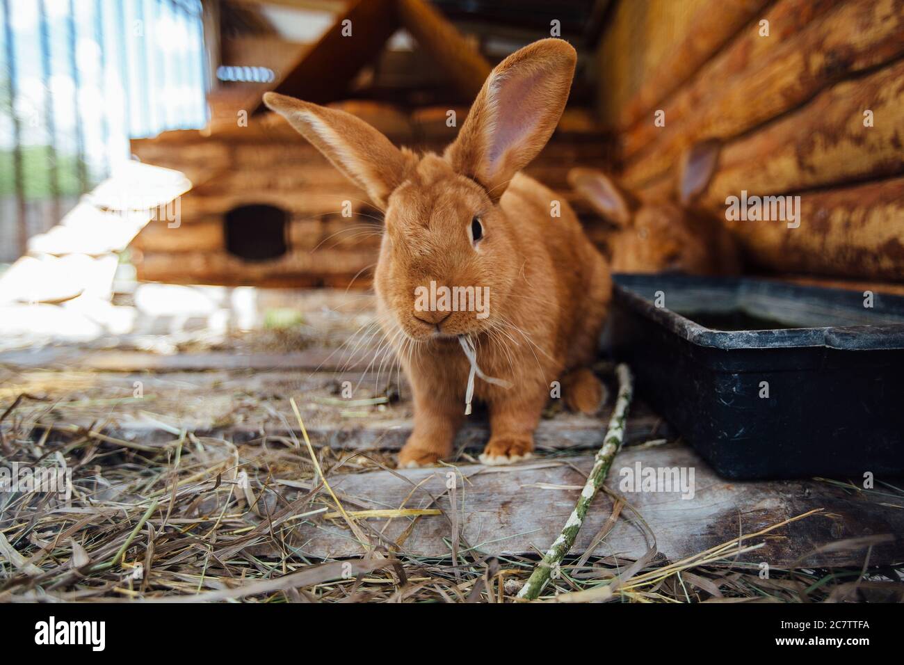 Farm Rabbit Brown Brown rabbit in wooden cage at the farm Stock Photo - Alamy
