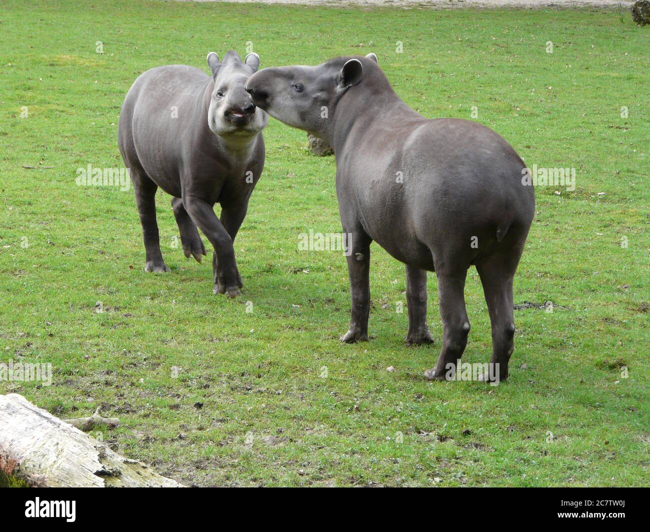 Two Tapirs High Resolution Stock Photography and Images - Alamy