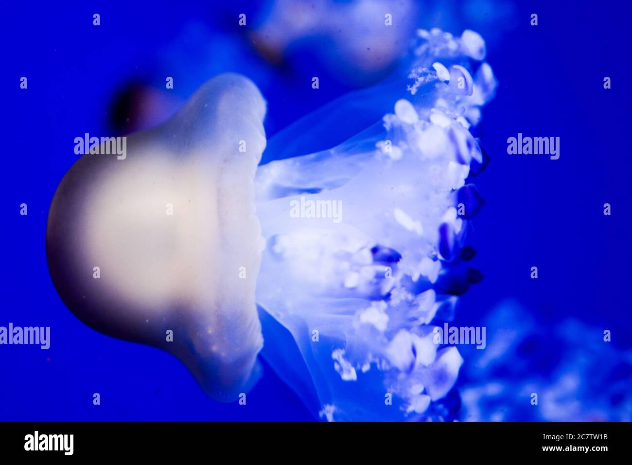 Photo Picture of Some Jellyfish Dangerous Poisonous Medusa Stock Photo