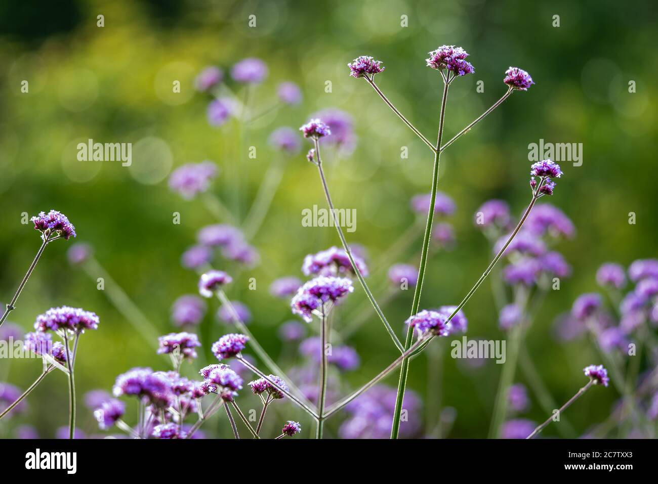 Verbena brasiliensis is a garden plant cultivated for aesthetic uses Stock Photo