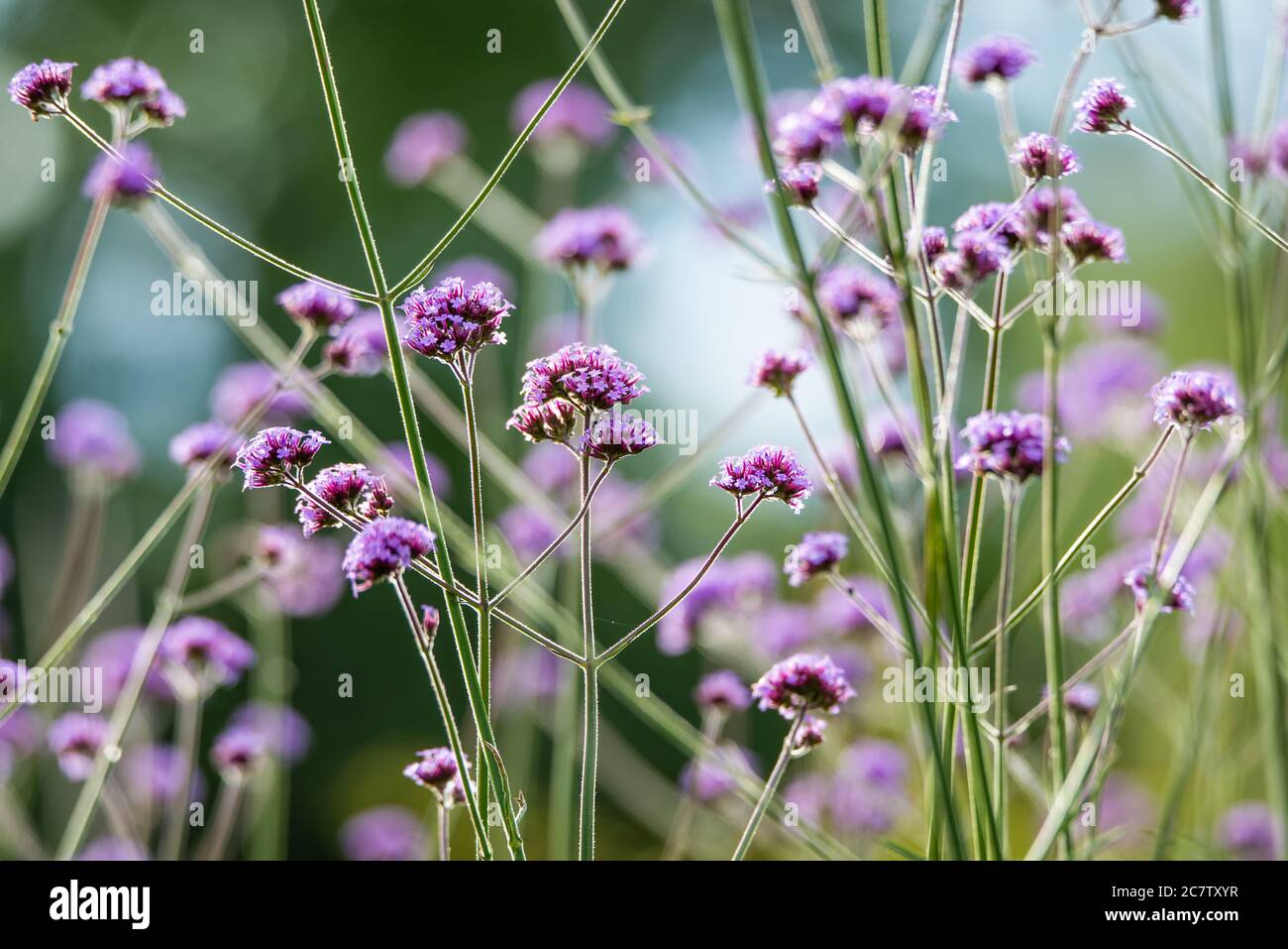 The Verbena brasiliensis purplish flowers are grouped closely together Stock Photo