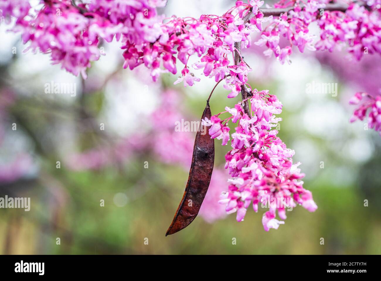 The western redbud is a shrub in the legume family with bright flowers Stock Photo