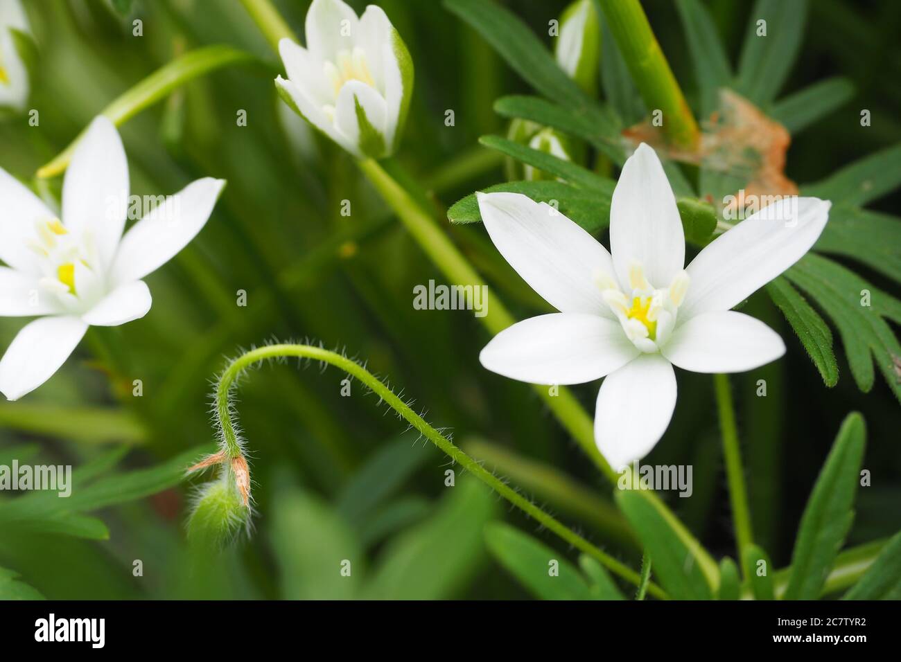 Closeup shot of white Ornithogalum umbellatum flowers in Halifax garden Stock Photo