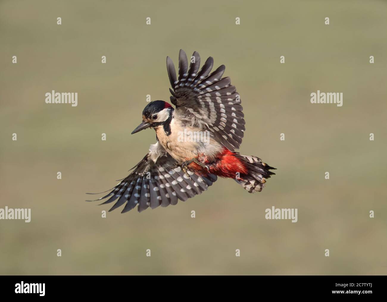 Green woodpecker uk flying hi-res stock photography and images - Alamy