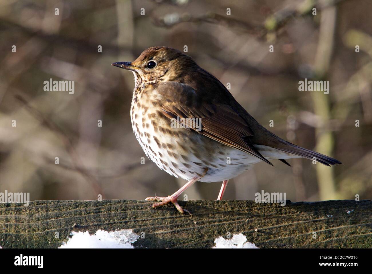 Song thrush (Turdus philomelos) sitting on a fence in Northamptonshire, England. Stock Photo