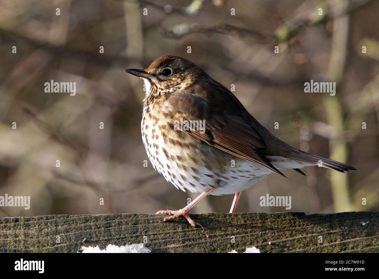 Song thrush (Turdus philomelos) sitting on a fence in Northamptonshire, England. Stock Photo