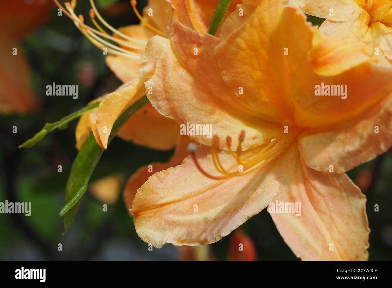 Selective focus shot of rhododendron prinophyllum golden lights flowers in Halifax public garden Stock Photo