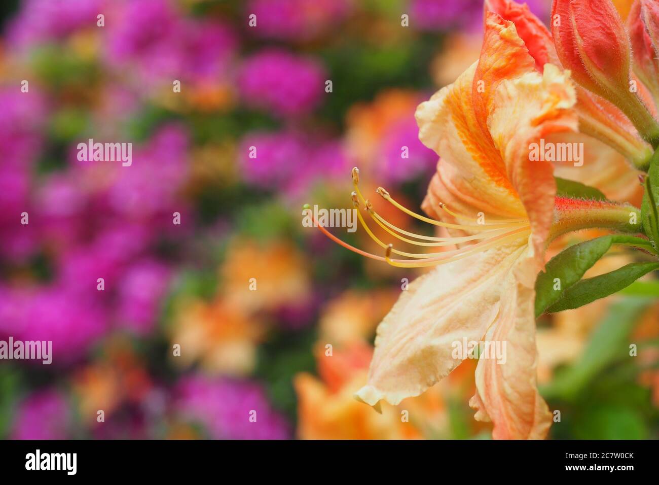 Selective focus shot of rhododendron prinophyllum golden lights flowers in Halifax public garden Stock Photo
