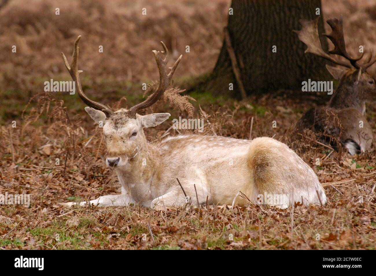 Deer Richmond Park Surrey UK Stock Photo