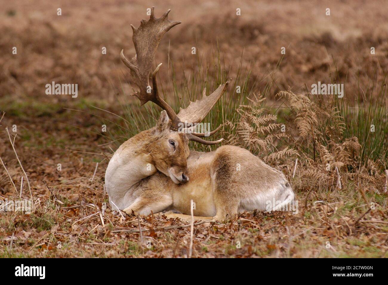 Deer Richmond Park Surrey UK Stock Photo