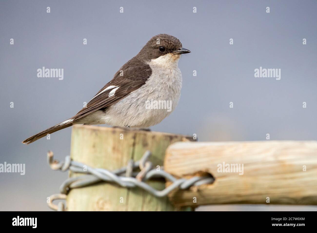 Fiscal Flycatcher (Melaenornis silens), adult female standing on a post, Western Cape, South Africa Stock Photo