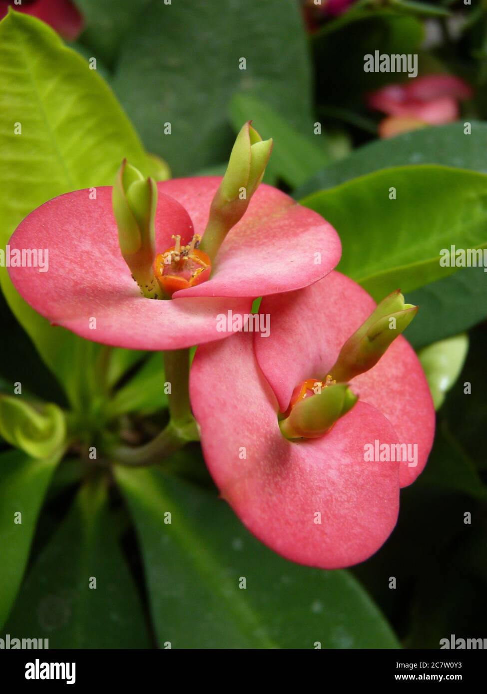 Gold crown of thorns hi-res stock photography and images - Alamy