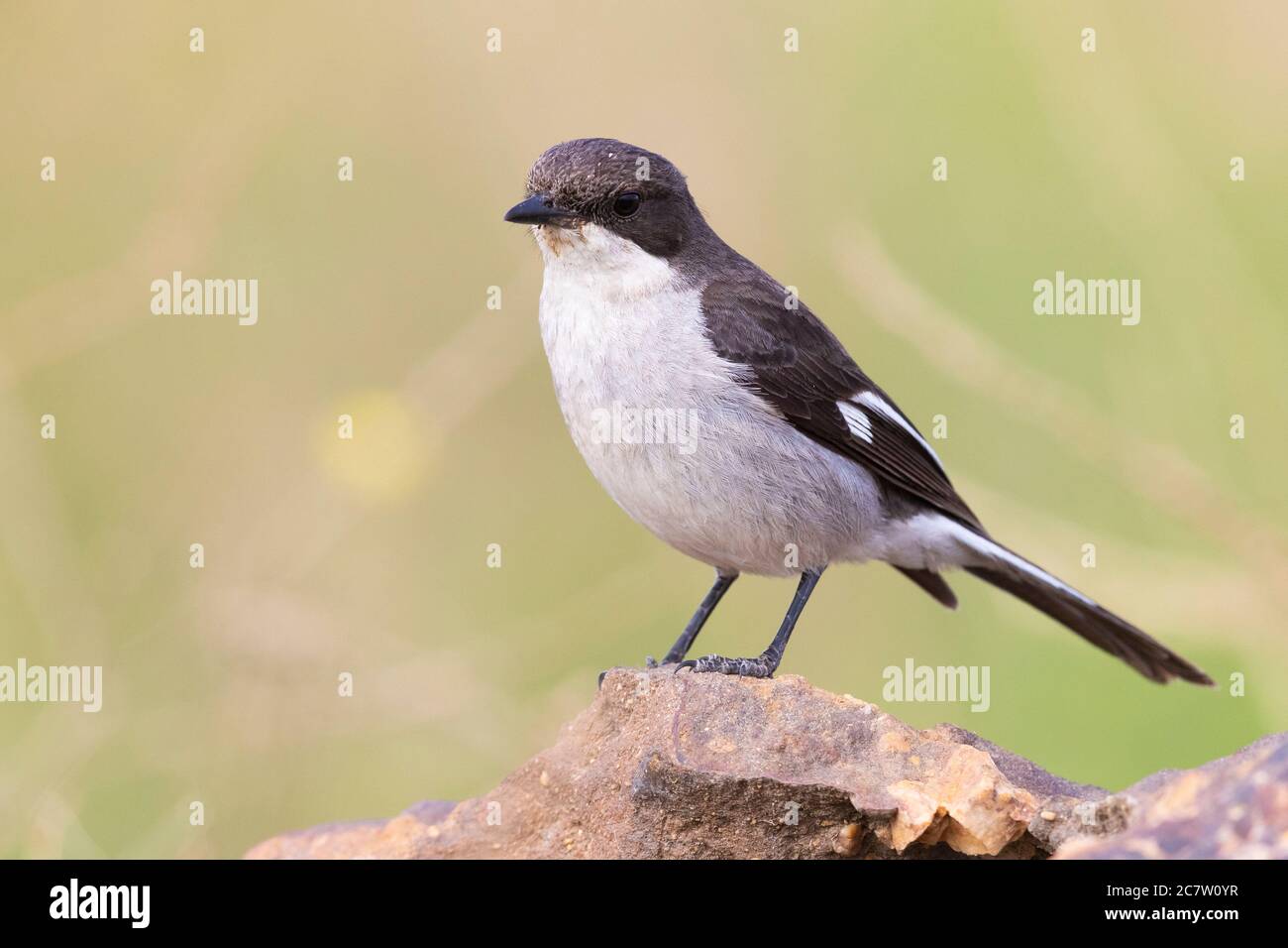 Fiscal Flycatcher (Melaenornis silens), adult female standing on a rock, Western Cape, South Africa Stock Photo
