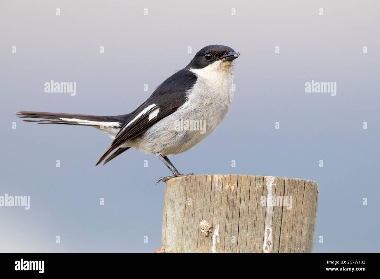 Fiscal Flycatcher (Melaenornis silens), side view of an adult male standing on a post, Western Cape, South Africa Stock Photo