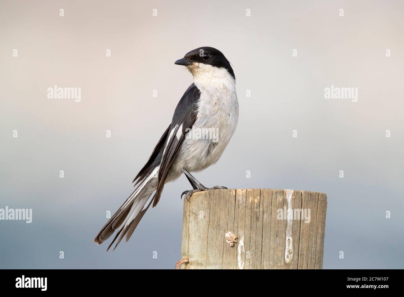 Fiscal Flycatcher (Melaenornis silens), adult male standing on a post, Western Cape, South Africa Stock Photo