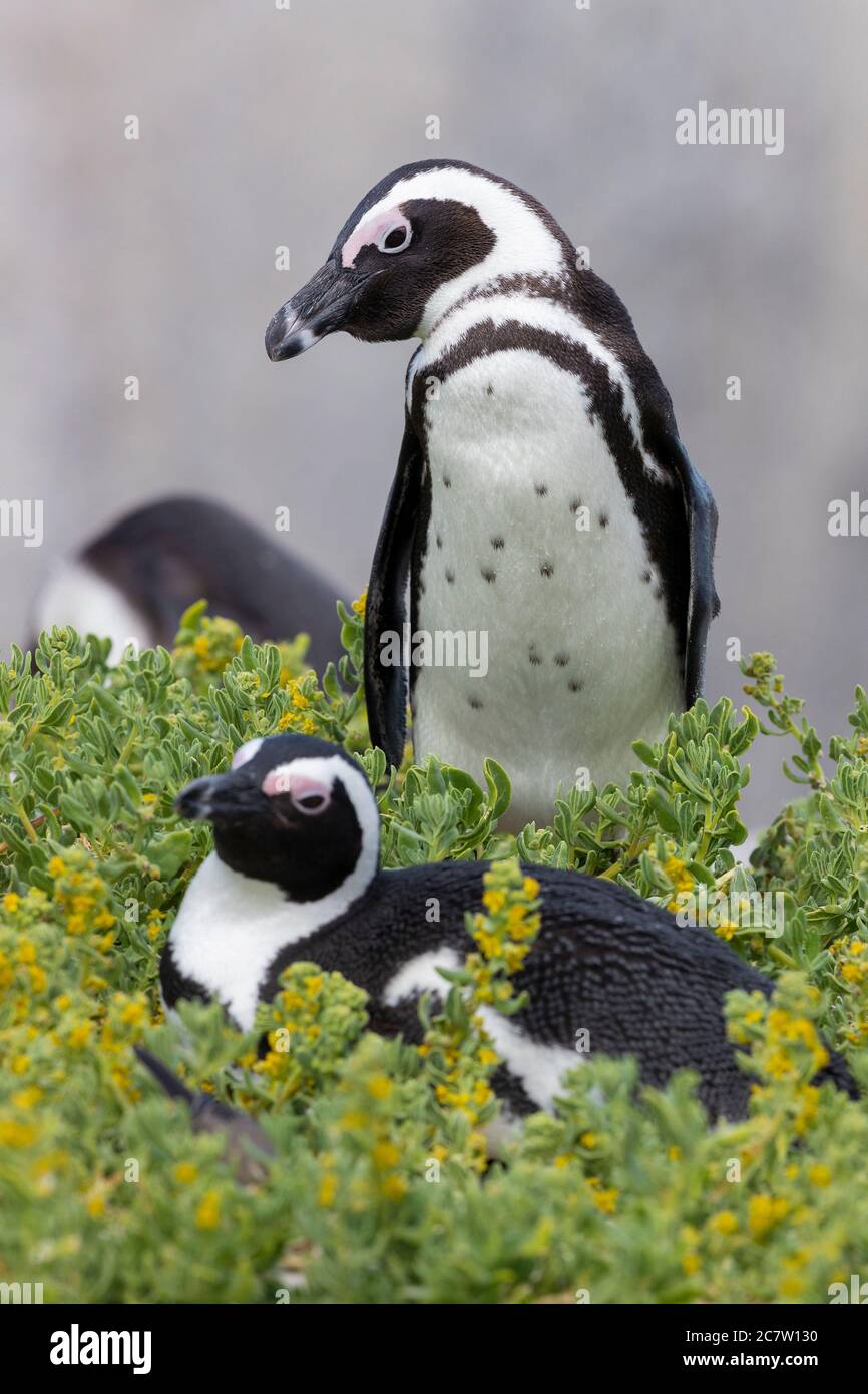 African Penguin (Spheniscus demersus), two adults at their breeding site, Western Cape, South Africa Stock Photo