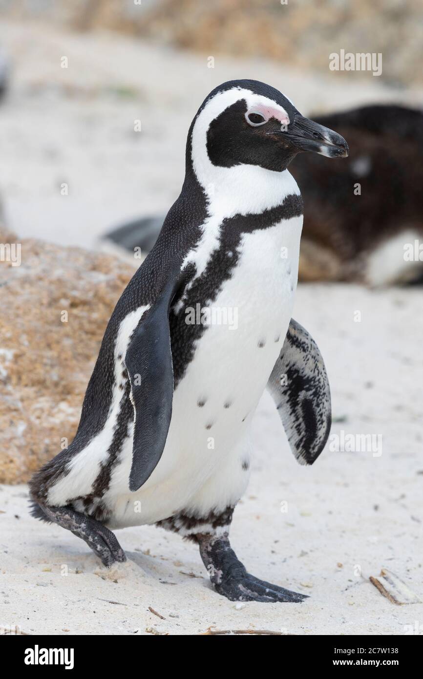 African Penguin (Spheniscus demersus), adult walking on a beach, Western Cape, South Africa Stock Photo